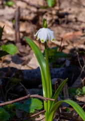 Snowdrop 