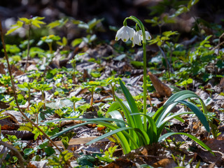 Snowdrop 