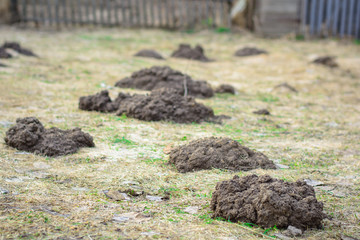 Earth mound of a mole on the garden, mound of a mole on the meadow