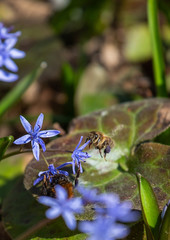 Bee on the flower