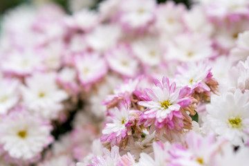 Bush of white pink flowers with yellow pistil