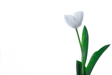 White Tulip Flower Isolated on The White Background