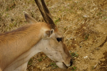 動物園の動物