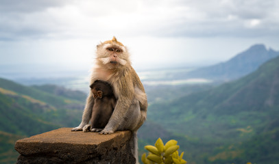 macaque mother monkey with her baby at black river gorge viewpoint against a beautiful panorama,...