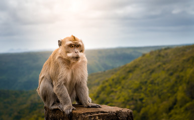 male macaque monkey at black river gorge viewpoint against a beautiful panorama, mauritius