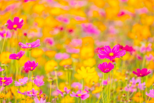 Beautiful pink cosmos flower blooming in the garden. © chirawan_nt