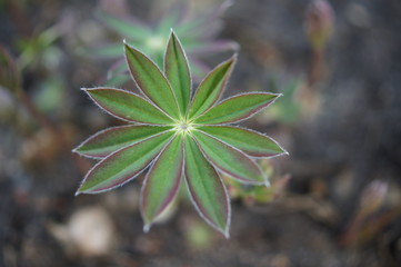 star,leaf, plant,green, hemp, nature, isolated, herb, medicine, drug, grass, leaves, flower, white,...
