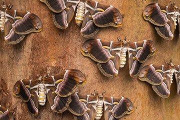 Eri silkmoths (Samia ricini), with open wings, on wooden surface