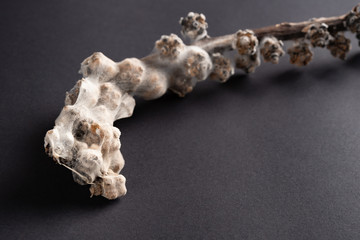 moldy flower on a dark background