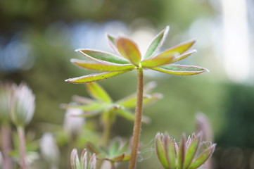 green,flower, nature, plant, green, spring, purple, macro, flowers, pink, white, clover, summer, blossom, garden, floral, grass, bloom, flora, petal, beauty, leaf, meadow