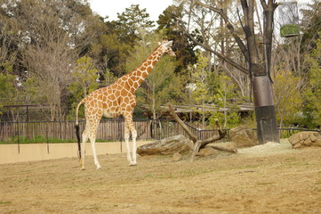 動物園の動物