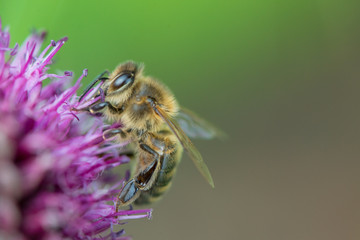 Bee working for life