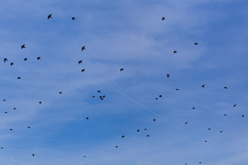 Flock of Common Starling (Sturnus vulgaris) flying with blue sky in background.