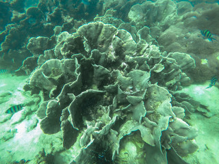 colorful coral reef in tropical