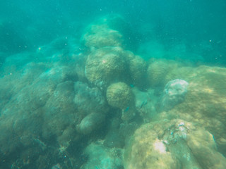 Fototapeta na wymiar colorful coral reef in tropical