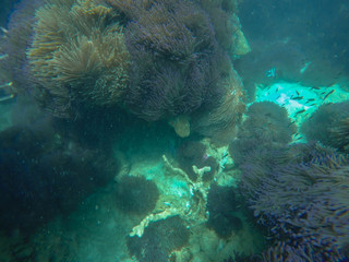 colorful coral reef in tropical
