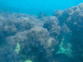 colorful coral reef in tropical