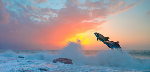 Couple of dolphins jumping on the water at sunset - Beautiful seascape and blue sky  © muratart