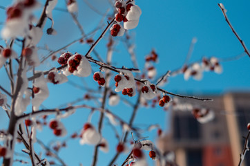 red berries on a tree