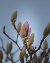 Magnolia bud in spring time