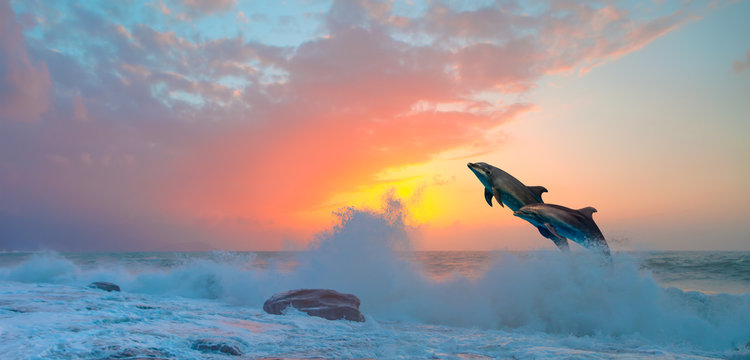 Couple of dolphins jumping on the water at sunset - Beautiful seascape and blue sky 