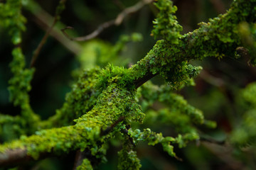An old branch of a mossy tree after rain