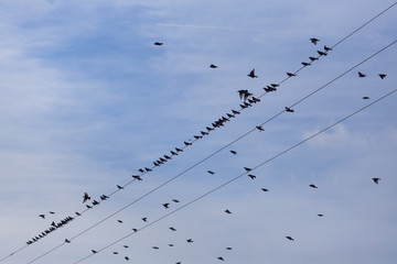 Flock of Common Starling (Sturnus vulgaris) on electricity wires. A lot of birds flying around wires