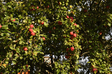 apple tree with fruit