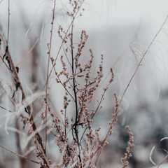 frozen branches 