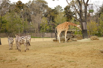 動物園の動物
