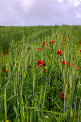 Flowers of red poppy on the field of green ears of wheat. Sky in the clouds.