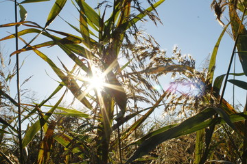 palm tree in field