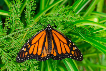 Monarch butterfly (Danaus plexippus), with open wings, on a green leaf