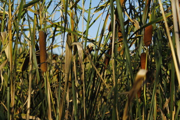 reeds in the lake