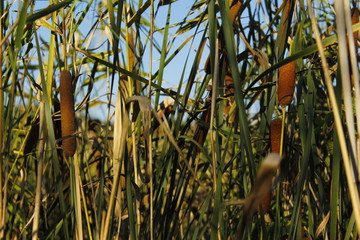 reeds in the lake