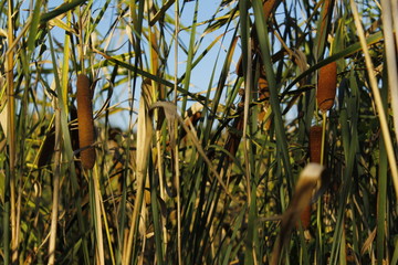reeds in the lake