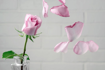 Pink rose in a vase with falling petals against the background of a white wall. Tenderness,...