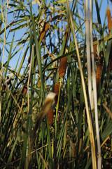reeds in water