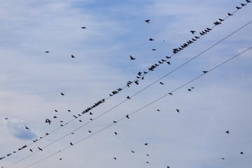 Flock of Common Starling (Sturnus vulgaris) on electricity wires. A lot of birds flying around wires