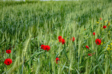 Poppy flowers and buds on a field of green wheat ears.