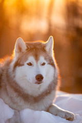 Beautiful, happy and cute Siberian Husky dog lying on the snow path in the winter forest at sunset.