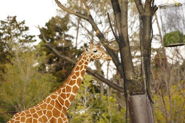 動物園の動物