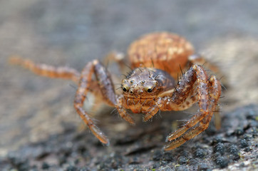 Closeup macro shot of polish  Xysticus spider on natural background