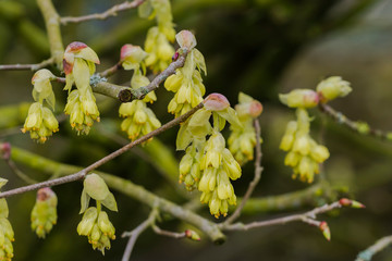 Garden nature outdoor plant rainy day