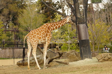 Obraz premium 動物園の動物