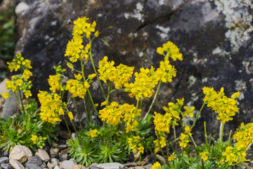 Garden nature outdoor plant rainy day
