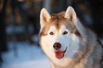 Beautiful, happy and free Siberian Husky dog lying on the snow path in the winter forest at golden sunset