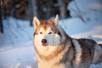 Beautiful, happy and free Siberian Husky dog lying on the snow path in the winter forest at golden sunset