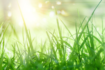 Lush green background with sun light and bokeh sparkle
