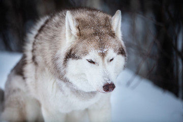 Fototapeta premium Gorgeous and free Siberian Husky dog sitting on the snow path in the winter forest at sunset.